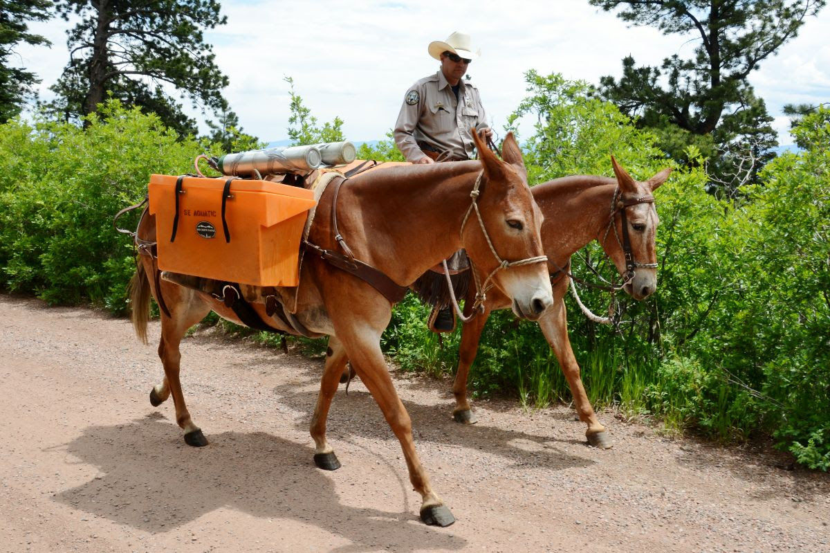 CPW mules